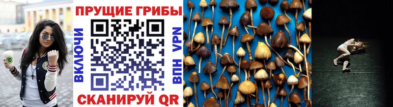 Галлюциногенные грибы Cubensis  Красково 